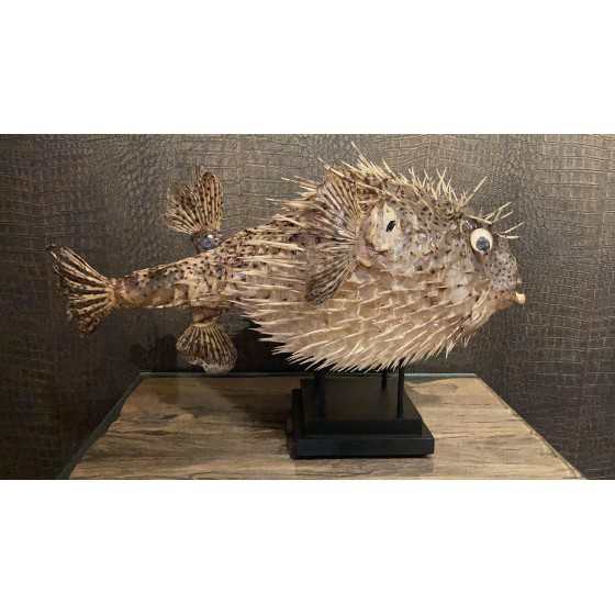 Blowfish XL | Stekelvis op statief 50x30cm