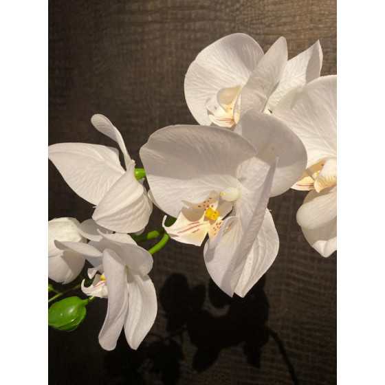 Orchidee tak wit 100cm