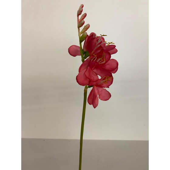 Colmore Narcis roze 58cm