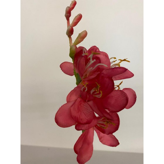 Colmore Narcis roze 58cm