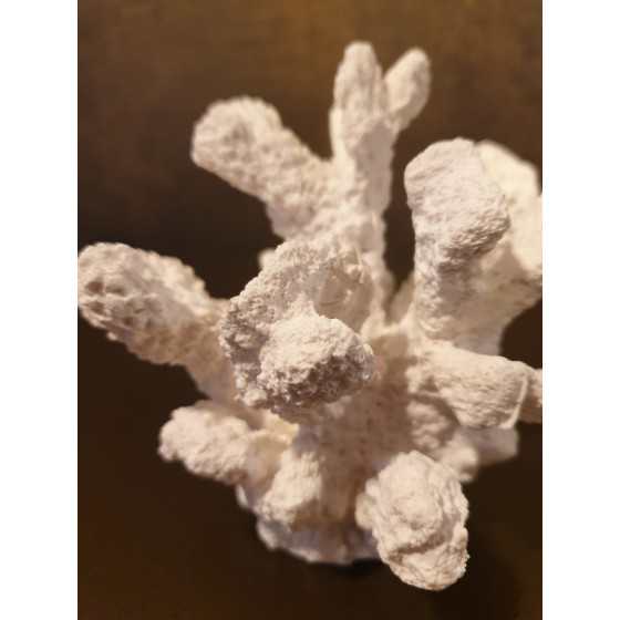 Wit koraal imitatie 11x11x11cm Uitverkocht