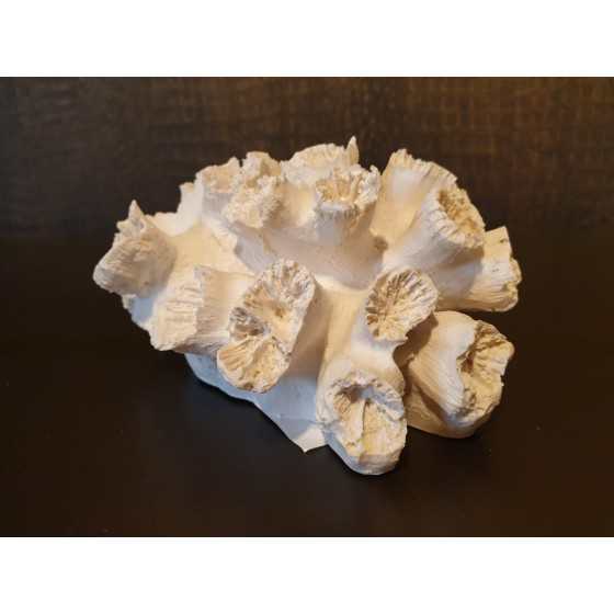 Wit koraal imitatie 8x14cm