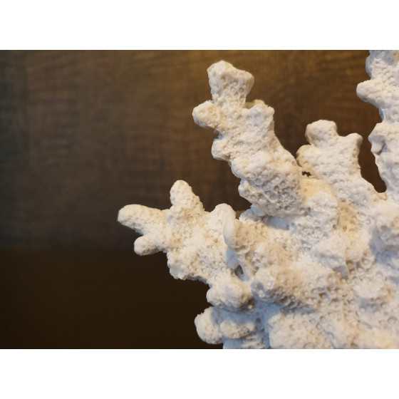Wit koraal op voet imitatie 15x18cm UITVERKOCHT