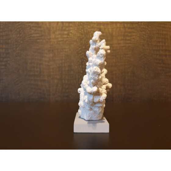 Wit koraal op voet imitatie 15x18cm UITVERKOCHT