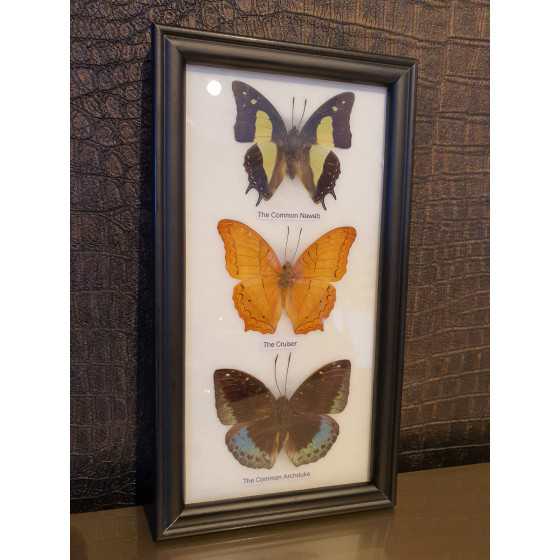 Fotolijst met opgezette vlinders 25x10cm UITVERKOCHT
